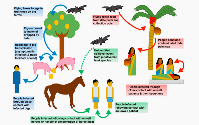 印度正流行尼帕病毒病，感染后死亡率超过40%。如何预防和控制呢？